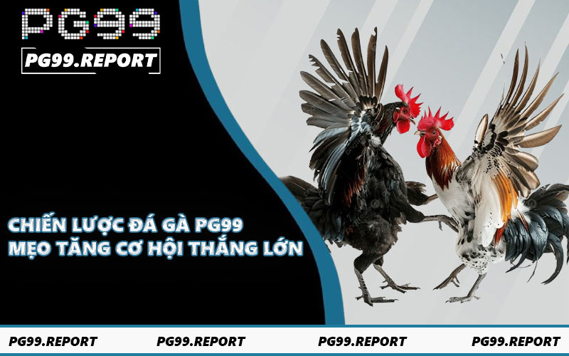 Chiến lược đá gà PG99 - Mẹo tăng cơ hội thắng lớn